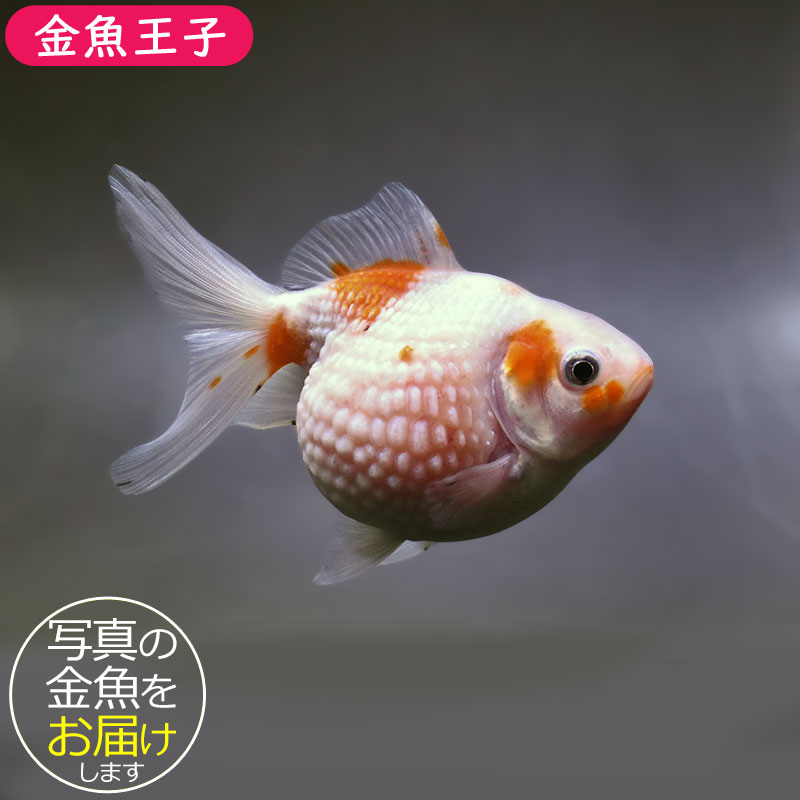 金魚王子】更紗ピンポンパール 11cm前後 (個体番号：xsw955) 金魚