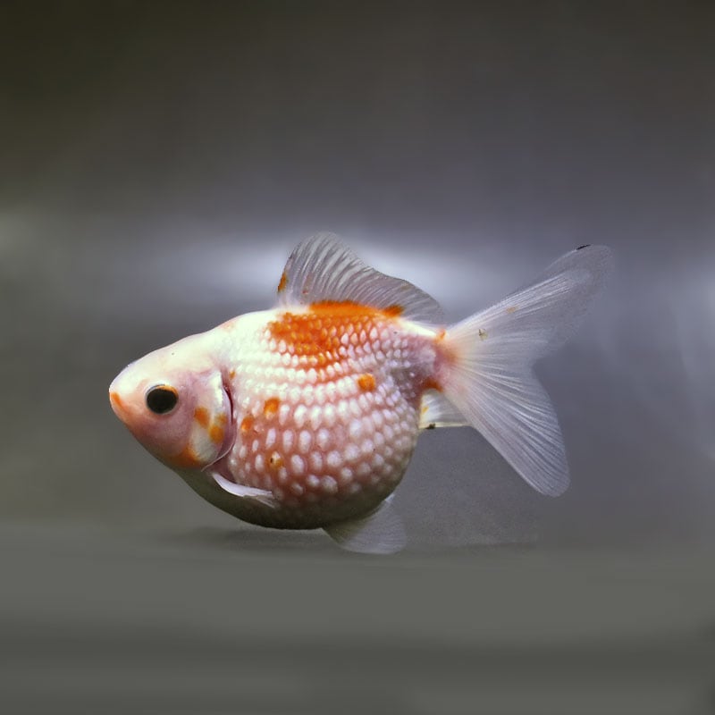金魚王子】更紗ピンポンパール 11cm前後 (個体番号：xsw955) 金魚