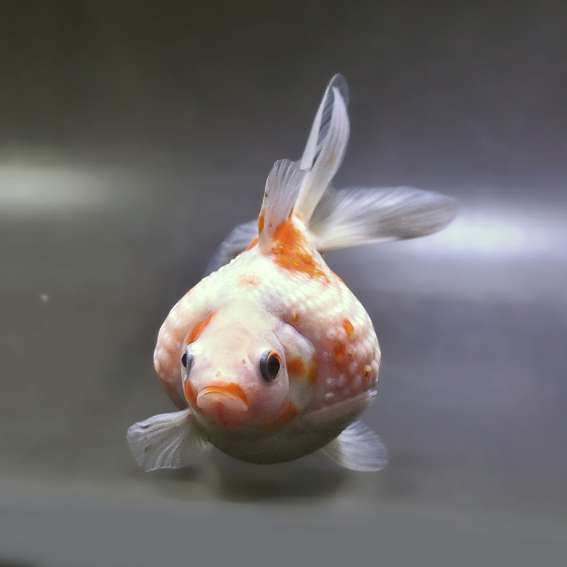 金魚王子】更紗ピンポンパール 11cm前後 (個体番号：xsw955) 金魚