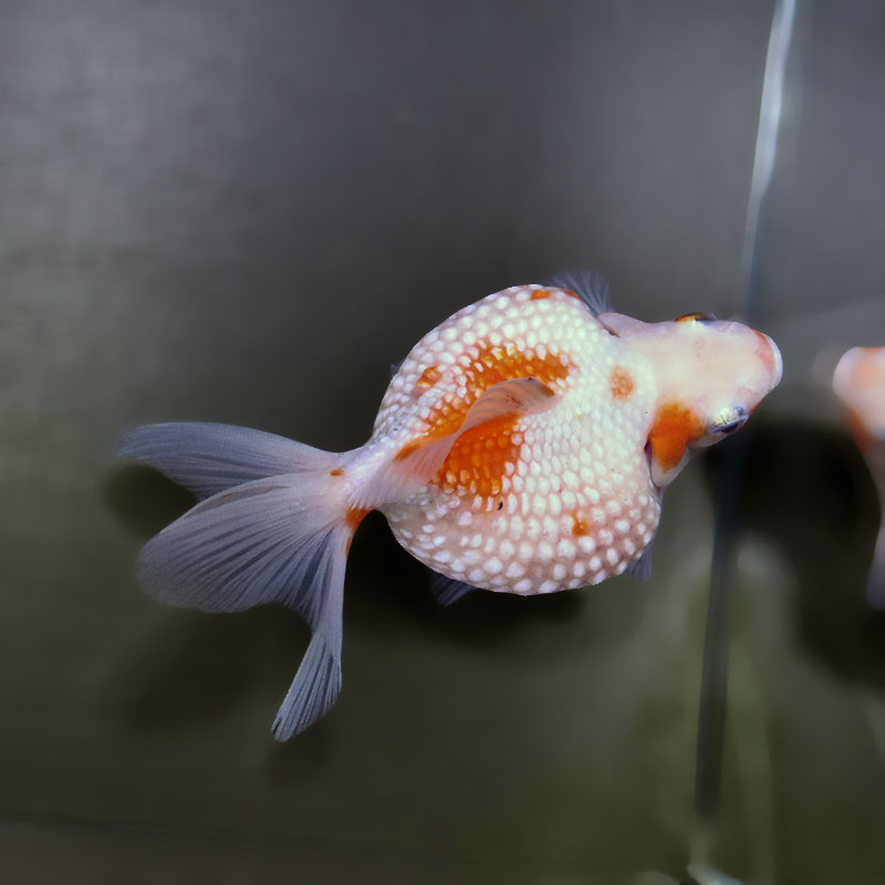 金魚王子】更紗ピンポンパール 11cm前後 (個体番号：xsw955) 金魚