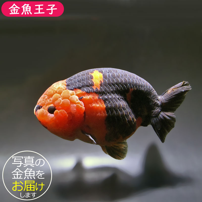 金魚王子】江戸錦 13cm前後 (個体番号：zaq411) 金魚 きんぎょ 生体
