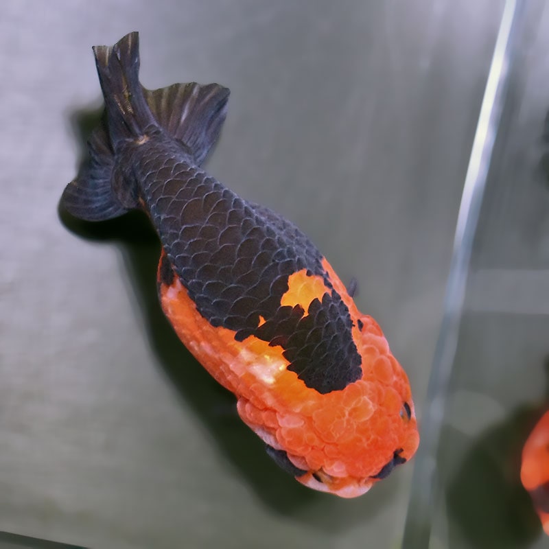 金魚王子】江戸錦 13cm前後 (個体番号：zaq411) 金魚 きんぎょ 生体