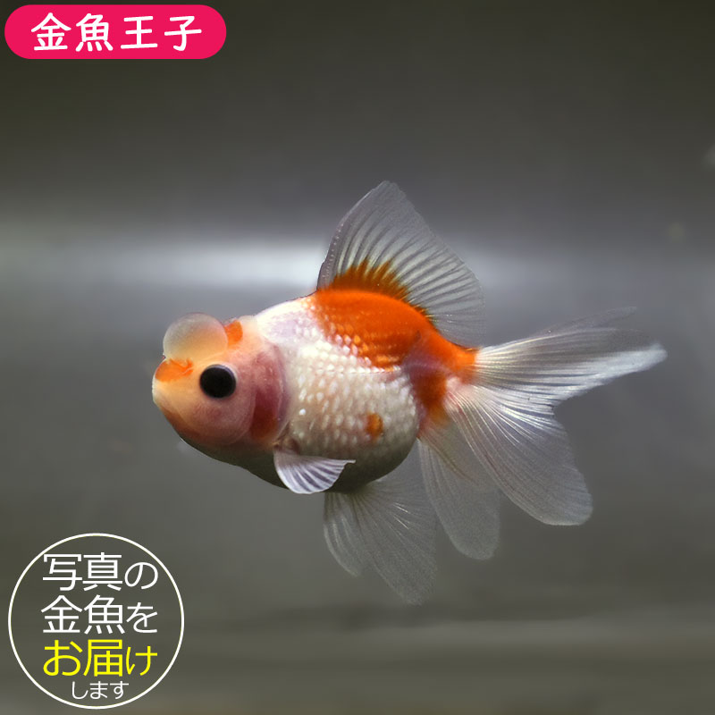 金魚王子】更紗浜錦 8～9cm前後 (個体番号：zaq757) 金魚 きんぎょ