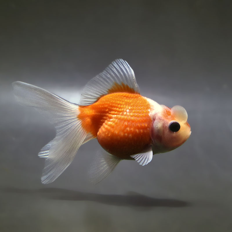 金魚王子】更紗浜錦 8～9cm前後 (個体番号：zaq757) 金魚 きんぎょ