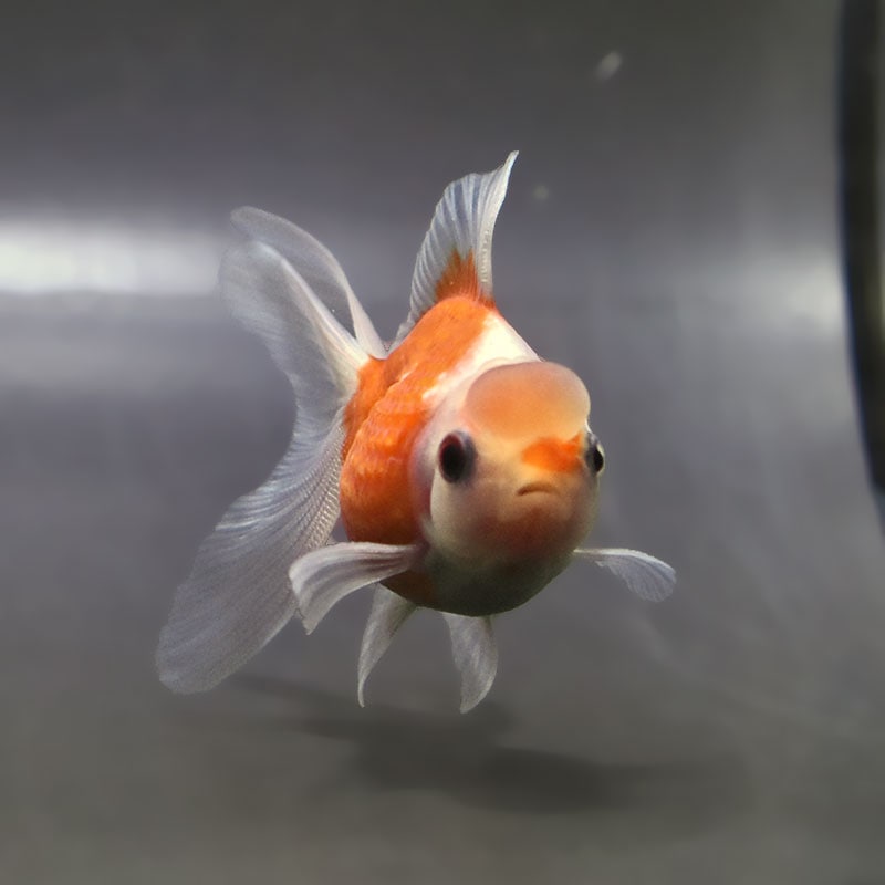 金魚王子】更紗浜錦 8～9cm前後 (個体番号：zaq757) 金魚 きんぎょ