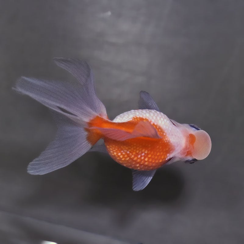 金魚王子】更紗浜錦 8～9cm前後 (個体番号：zaq757) 金魚 きんぎょ