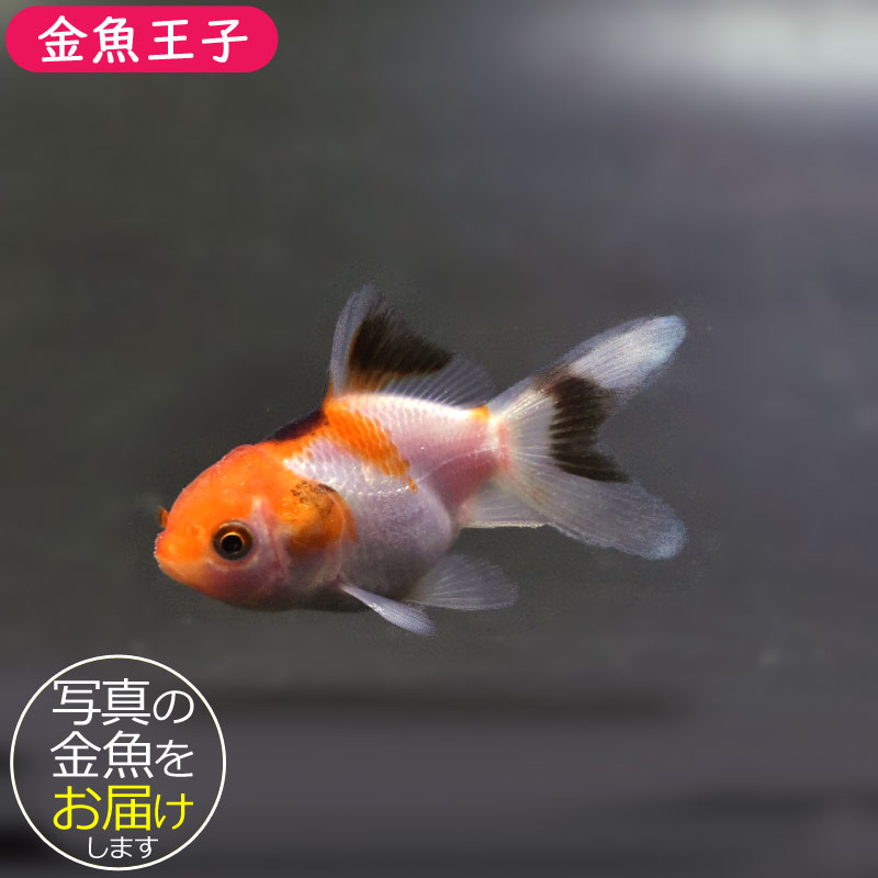 金魚王子】ベビーオランダ 5±1cm前後 (個体番号：cde350) 金魚