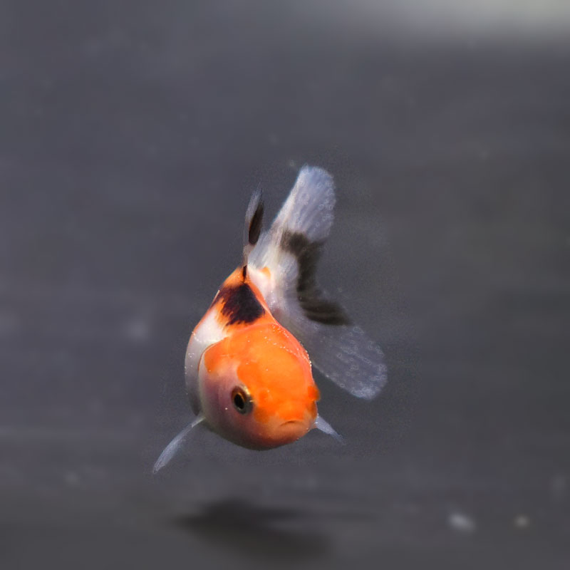 金魚王子】ベビーオランダ 5±1cm前後 (個体番号：cde350) 金魚