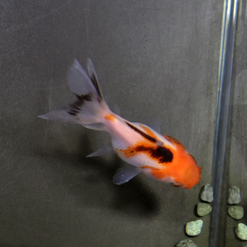 極上選別個体】極美！ ホワイトオランダ 12cm位 （金魚）（生体