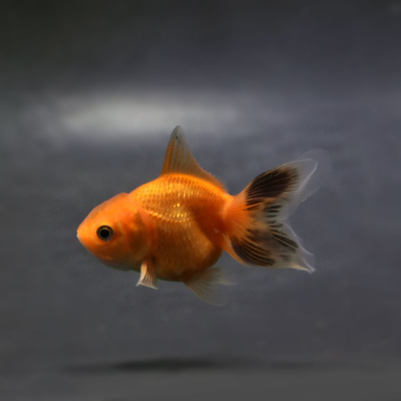 金魚王子】ハーフムーンオランダ 6.5±1cm前後 (個体番号：cde527) 金魚