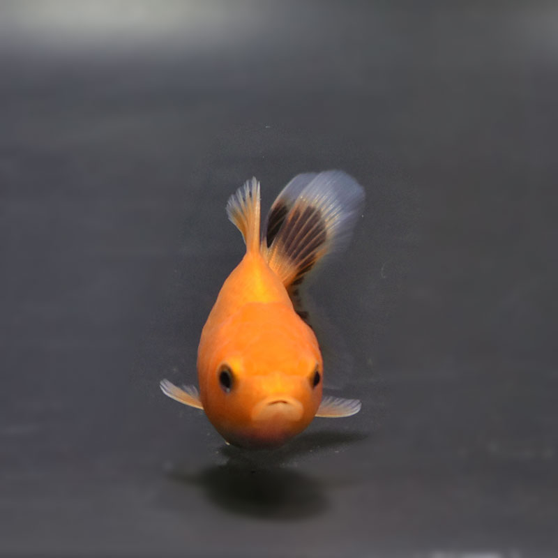 金魚王子】ハーフムーンオランダ 6.5±1cm前後 (個体番号：cde527) 金魚