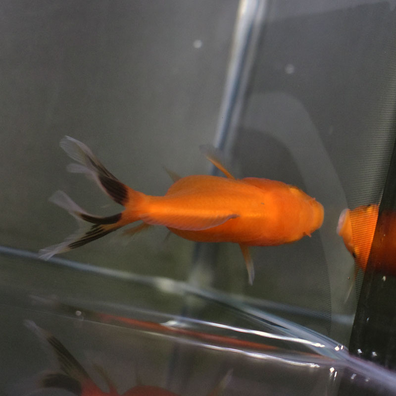 金魚王子】ハーフムーンオランダ 6.5±1cm前後 (個体番号：cde527) 金魚