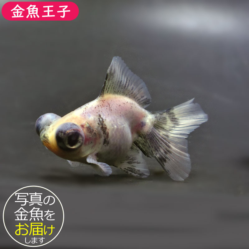 金魚 ★キャリコ蝶尾 ★ ‪☆4匹5000円‪☆ キャリコ蝶尾 中国産 なかなかいいサイズ🤩 カラーバリエーションも