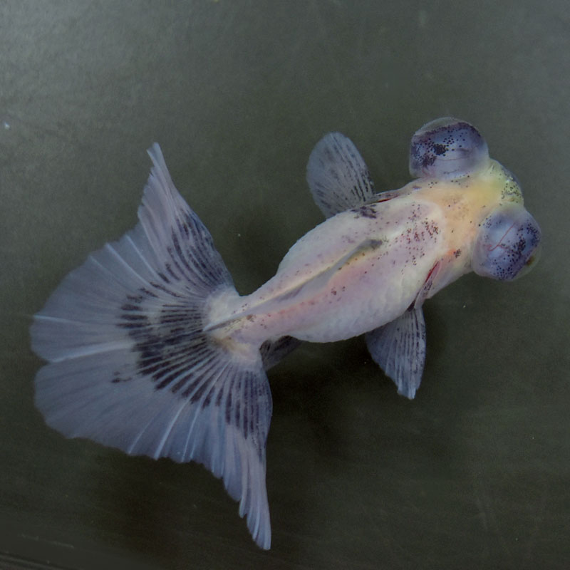 金魚王子】キャリコ蝶尾 7～8cm前後 (個体番号：cde847) 金魚 きんぎょ