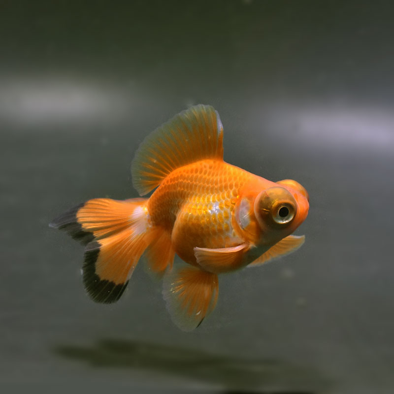 【金魚王子】三色蝶尾 8±1cm前後 (個体番号：xsw120) 金魚 きんぎょ 生体 蝶尾 厳選個体