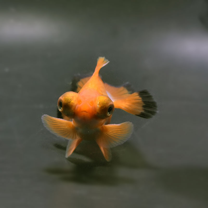 【金魚王子】三色蝶尾 8±1cm前後 (個体番号：xsw120) 金魚 きんぎょ 生体 蝶尾 厳選個体