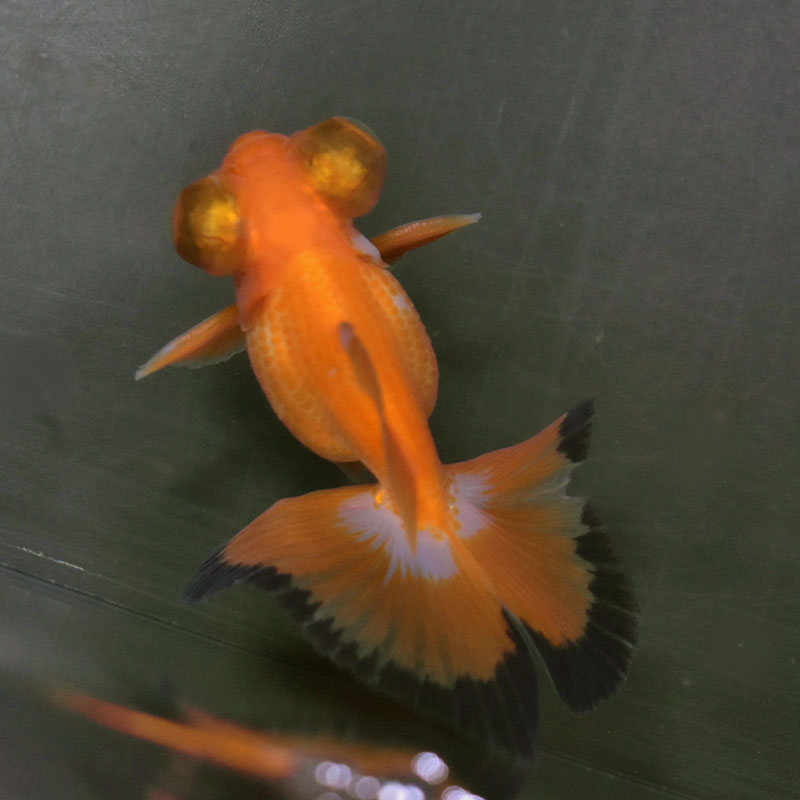 【金魚王子】三色蝶尾 8±1cm前後 (個体番号：xsw120) 金魚 きんぎょ 生体 蝶尾 厳選個体