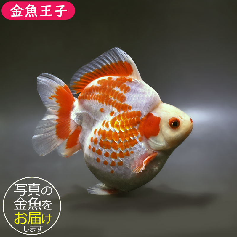 金魚　 金魚王子】更紗ショートテール琉金（鹿の子柄） 15.5cm前後 (個体番号