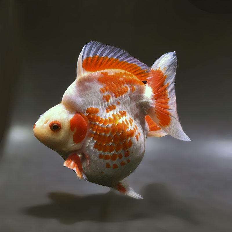金魚王子】更紗ショートテール琉金（鹿の子柄） 15.5cm前後 (個体番号