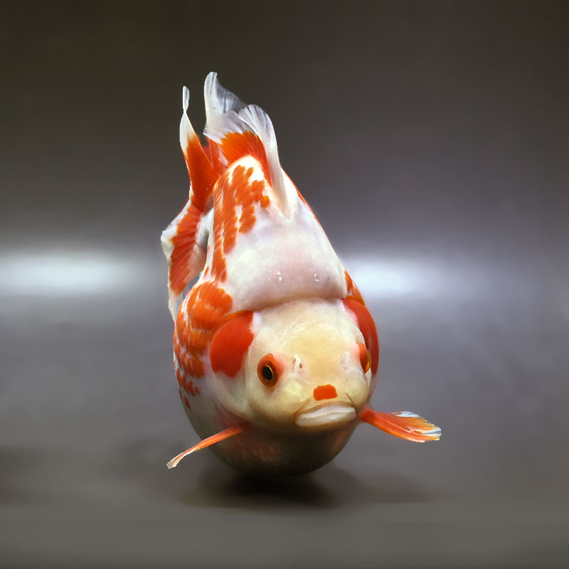 金魚　 金魚王子】更紗ショートテール琉金（鹿の子柄） 15.5cm前後 (個体番号