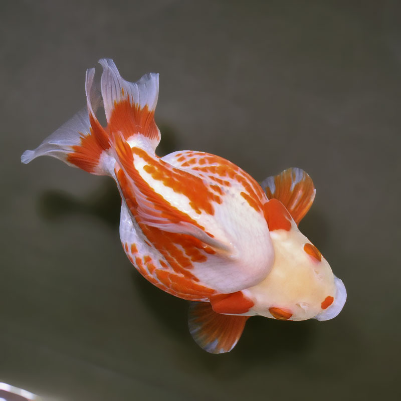 金魚王子】更紗ショートテール琉金（鹿の子柄） 15.5cm前後 (個体番号