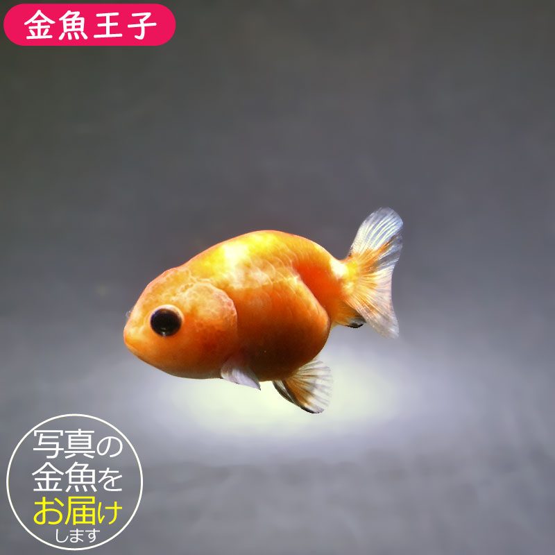 金魚王子】ベビーらんちゅう 6±1cm前後 (個体番号：xsw801) 金魚