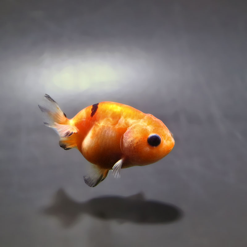 金魚王子】ベビーらんちゅう 6±1cm前後 (個体番号：xsw801) 金魚
