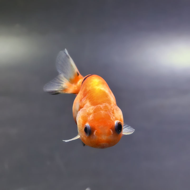 金魚王子】ベビーらんちゅう 6±1cm前後 (個体番号：xsw801) 金魚