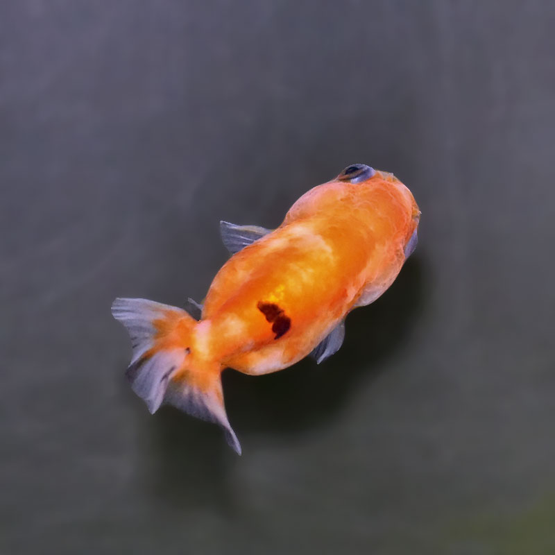 金魚王子】ベビーらんちゅう 6±1cm前後 (個体番号：xsw801) 金魚