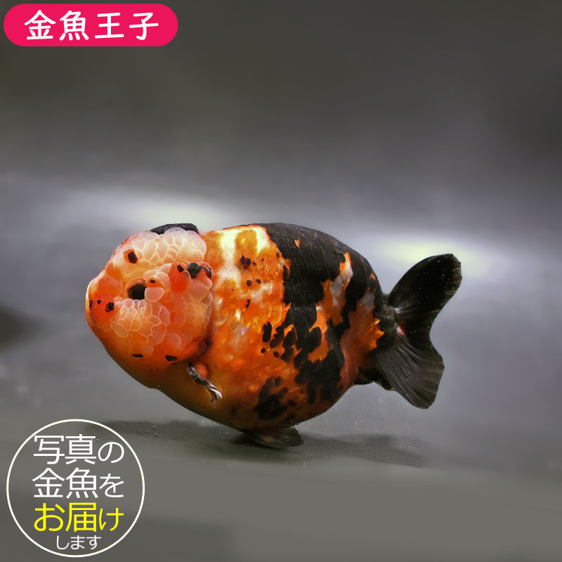 金魚 金魚王子】江戸錦 13cm前後 (個体番号：zaq231) 金魚 きんぎょ 生体