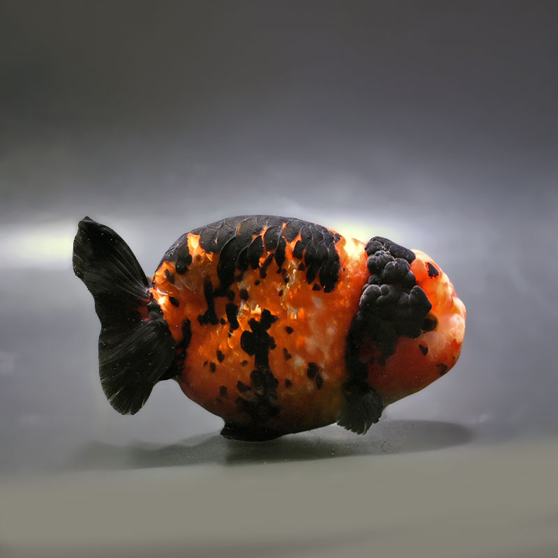 金魚王子】江戸錦 13cm前後 (個体番号：zaq231) 金魚 きんぎょ 生体