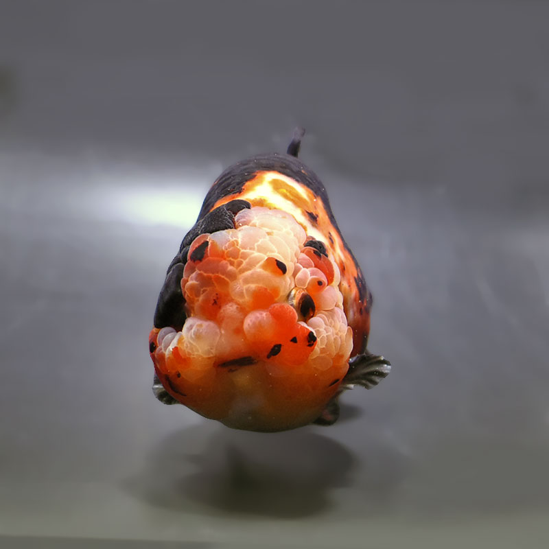 特38 ①金魚 (使用済み、12種完) 金魚王子】江戸錦 13cm前後 (個体番号：zaq231) 金魚 きんぎょ 生体
