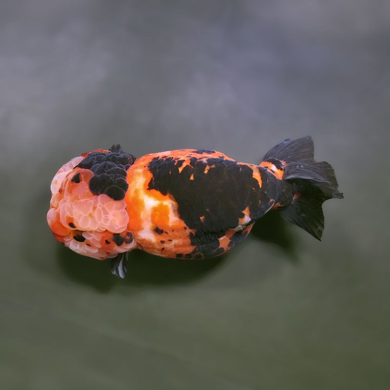 金魚王子】江戸錦 13cm前後 (個体番号：zaq231) 金魚 きんぎょ 生体