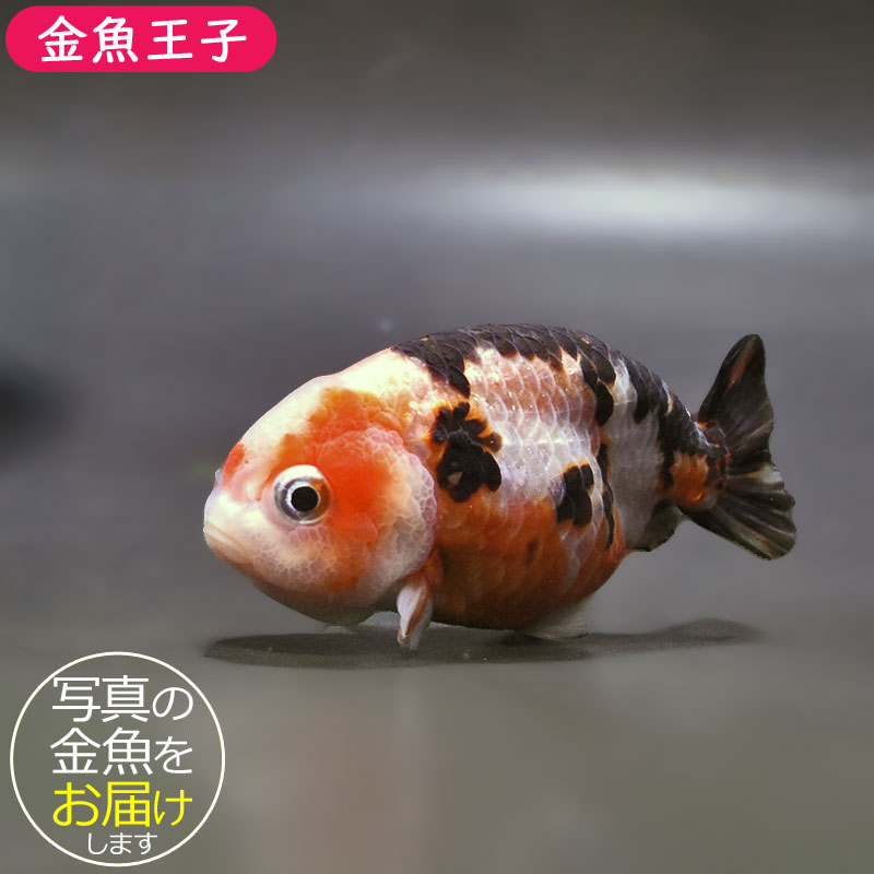 金魚 金魚王子】江戸錦 8～9cm前後 (個体番号：zaq421) 金魚 きんぎょ 生体