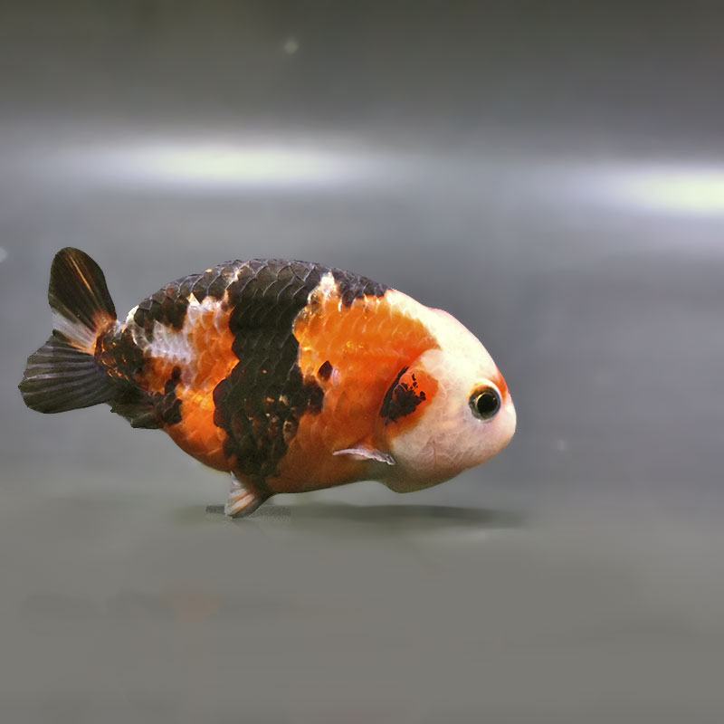 金魚王子】江戸錦 8～9cm前後 (個体番号：zaq421) 金魚 きんぎょ 生体