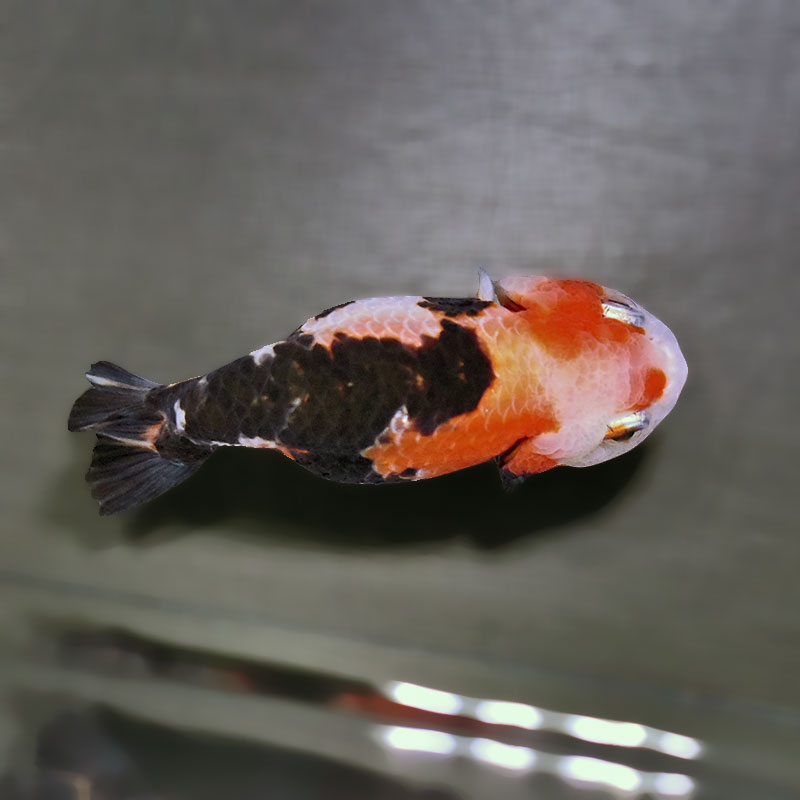 金魚王子】江戸錦 8～9cm前後 (個体番号：zaq421) 金魚 きんぎょ 生体