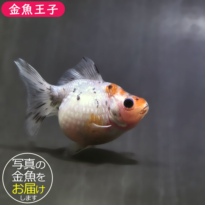ポンピンパール様 金魚王子】キャリコピンポンパール 6.5±1cm前後 (個体番号：zaq587