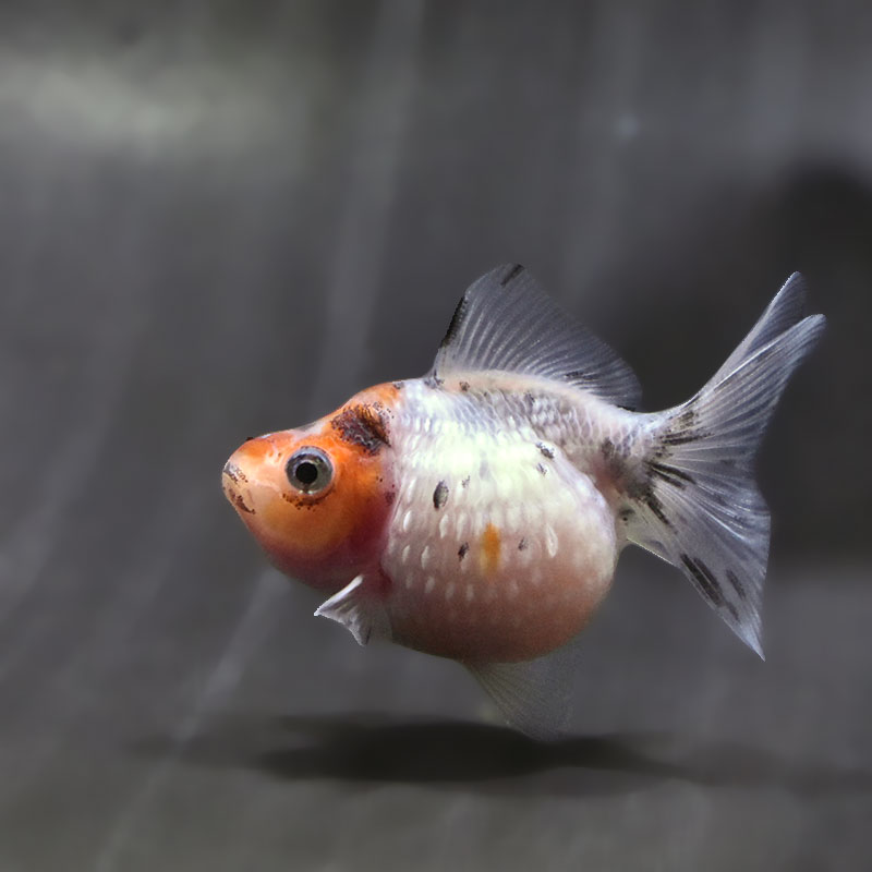 金魚王子】キャリコピンポンパール 6.5±1cm前後 (個体番号：zaq587