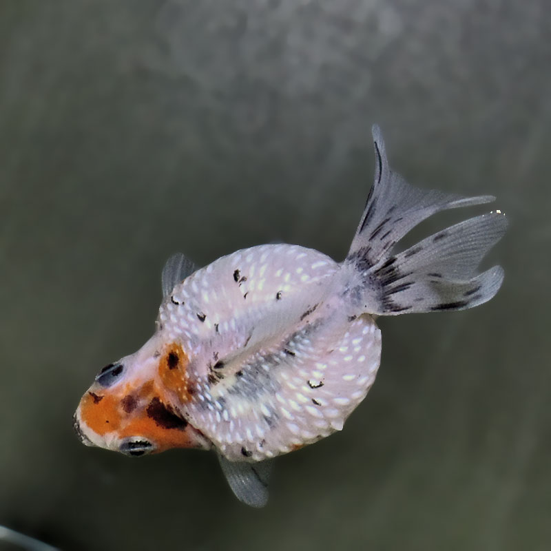 ポンピンパール様 金魚王子】キャリコピンポンパール 6.5±1cm前後 (個体番号：zaq587