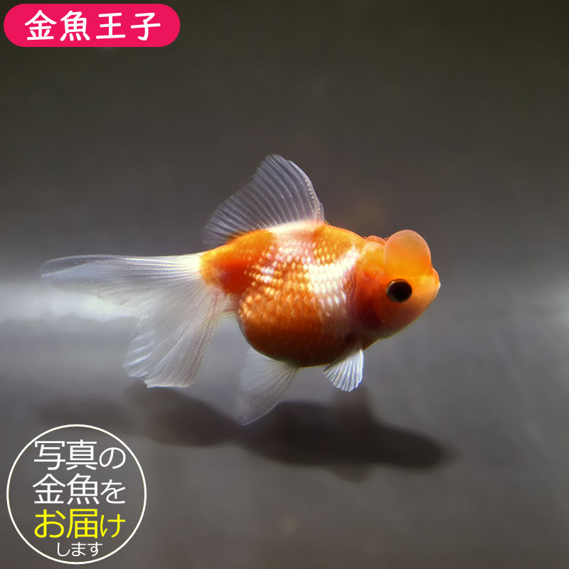 金魚王子】更紗浜錦 8～9cm前後 (個体番号：zaq758) 金魚 きんぎょ