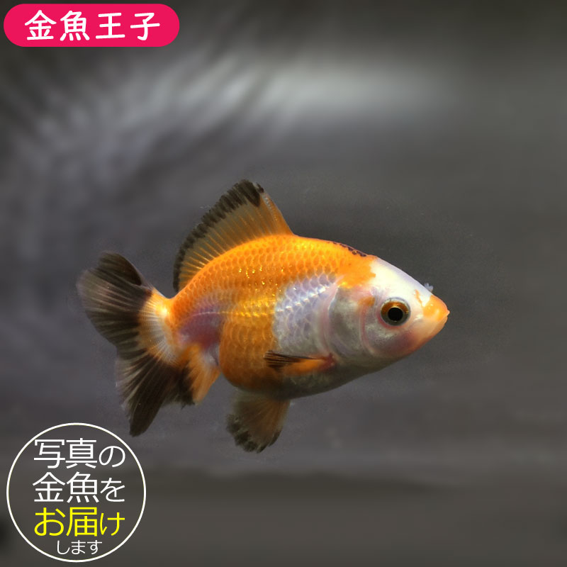 USオリジ激レア極美コンディション！Kwick - To The Point USオリジ激レア極美コンディション！Kwick - To The Point