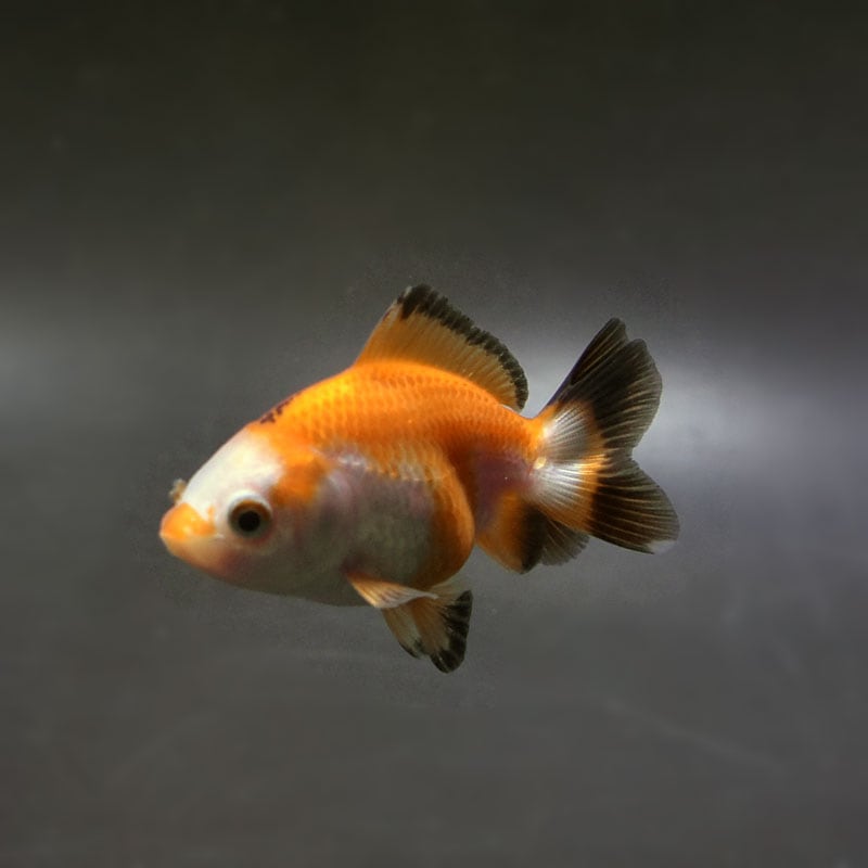 確認用  金魚 KBO 【金魚探訪記】第30回 金魚日本一大会 2024年10月27日開催