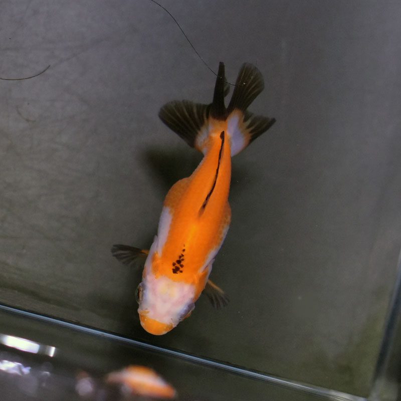 ★☆【Navis】16cm±　オランダ　タイ産金魚　8☆★ 金魚王子ハーフムーンオランダ 6.5±1cm前後 (個体番号：cde528) 金魚