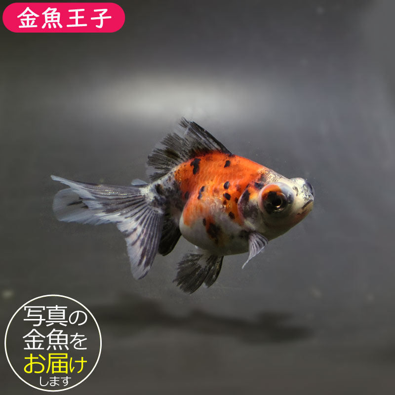 【金魚王子】キャリコ蝶尾 7～8cm前後 (個体番号：cde848) 金魚 きんぎょ 生体 蝶尾 厳選個体