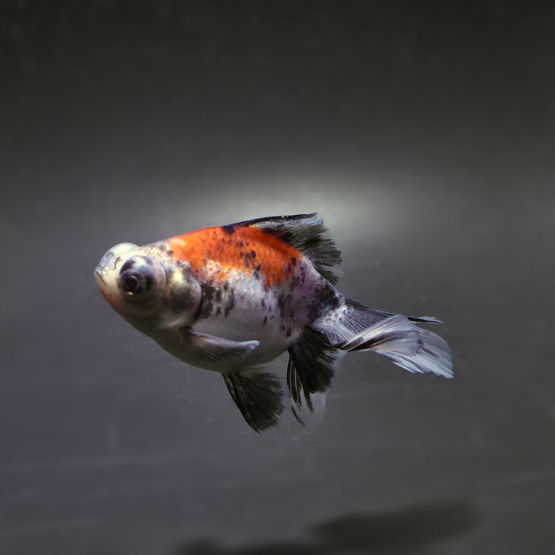 【金魚王子】キャリコ蝶尾 7～8cm前後 (個体番号：cde848) 金魚 きんぎょ 生体 蝶尾 厳選個体