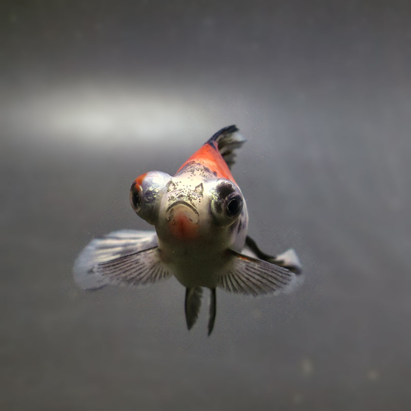 【金魚王子】キャリコ蝶尾 7～8cm前後 (個体番号：cde848) 金魚 きんぎょ 生体 蝶尾 厳選個体