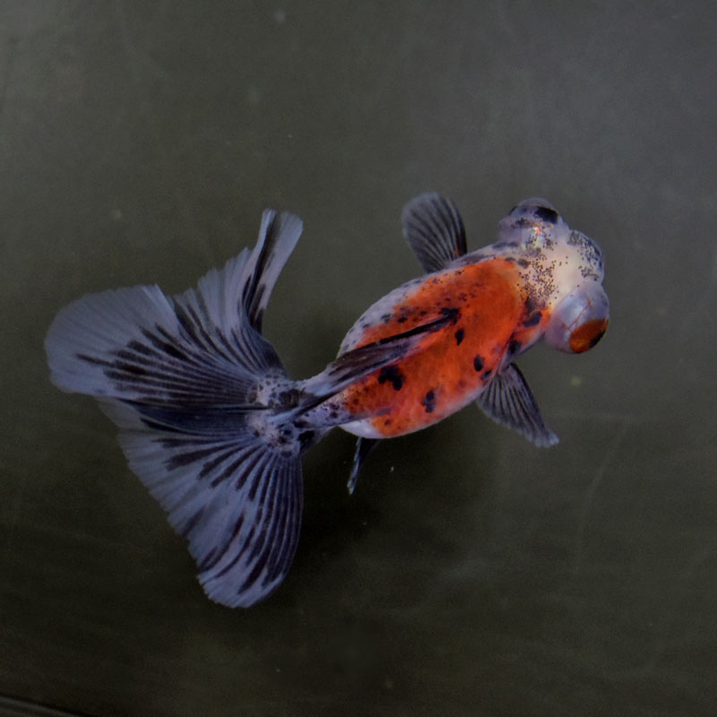 【金魚王子】キャリコ蝶尾 7～8cm前後 (個体番号：cde848) 金魚 きんぎょ 生体 蝶尾 厳選個体