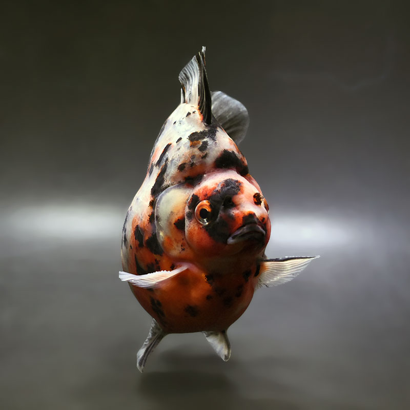 【金魚王子】三色ショートテール琉金 14cm前後 (個体番号：xsw272) 金魚 きんぎょ 生体 琉金 厳選個体