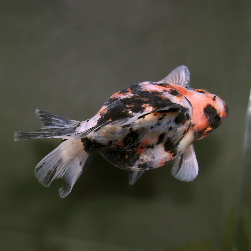 【金魚王子】三色ショートテール琉金 14cm前後 (個体番号：xsw272) 金魚 きんぎょ 生体 琉金 厳選個体