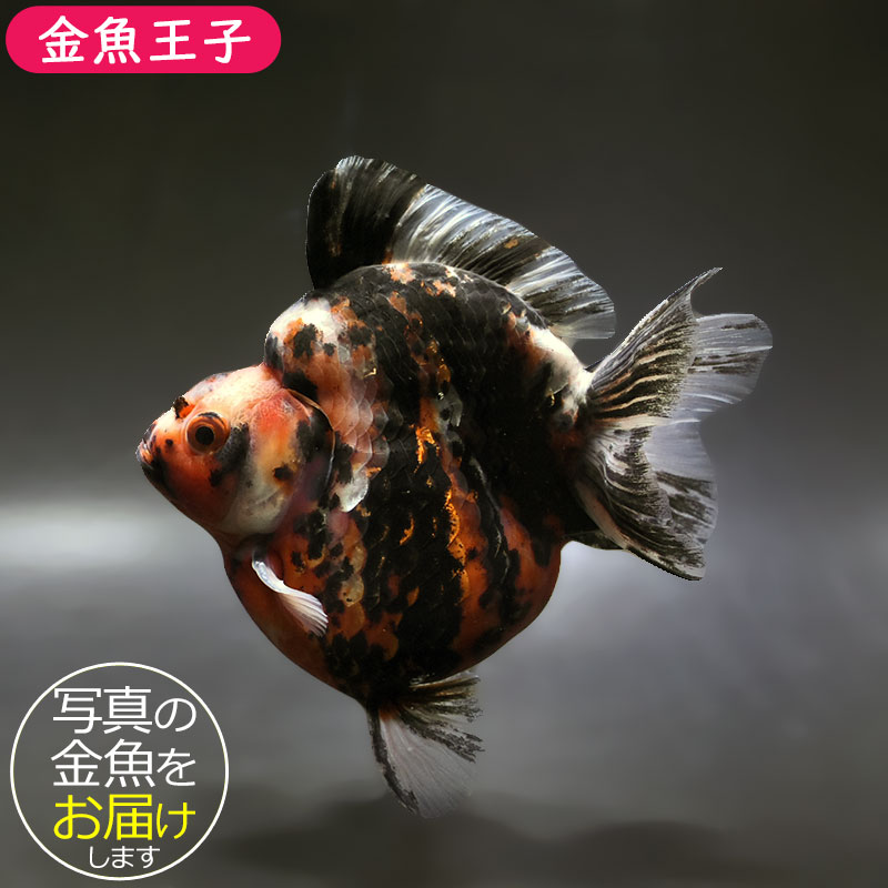 【金魚王子】三色ショートテール琉金 14cm前後 (個体番号：xsw272) 金魚 きんぎょ 生体 琉金 厳選個体
